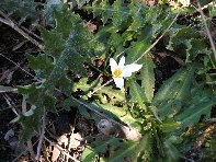 iara Scorciavacca-20110306 119